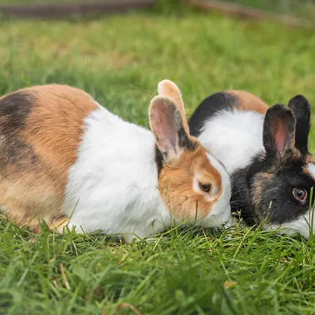 Igelbau Apartamento Wolfach