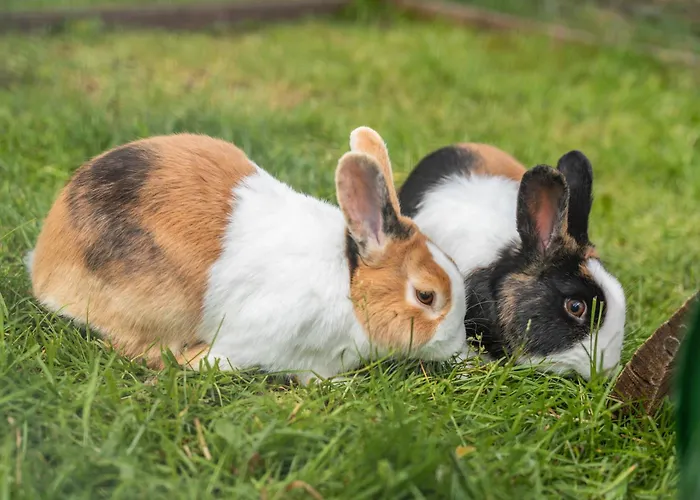 Igelbau Lägenhet Wolfach